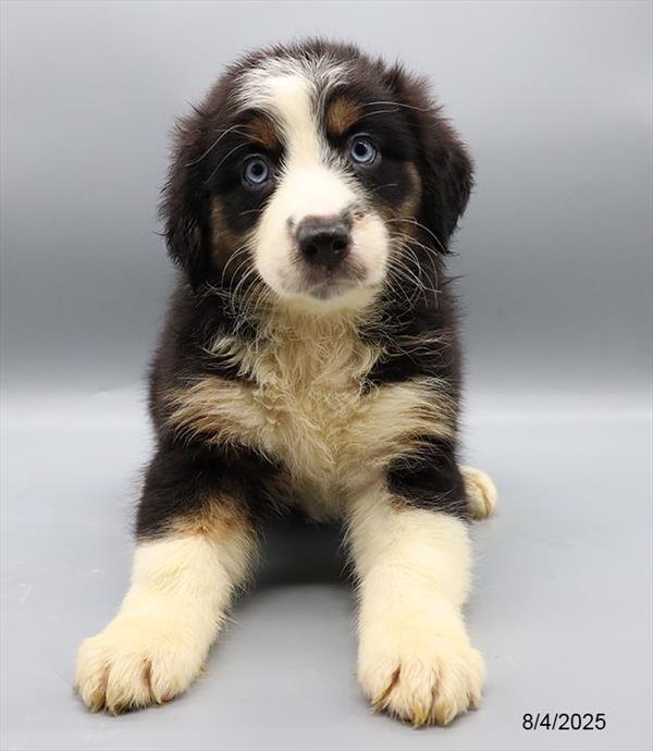 Australian Shepherd-DOG-Male-Black-9446-Petland Fort Walton Beach, FL