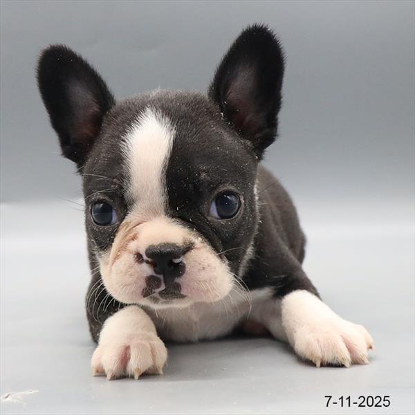 Boston Terrier-DOG-Female-Black / White-9447-Petland Fort Walton Beach, FL