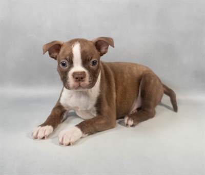 Boston Terrier-DOG-Male-Seal Brindle and White-9470-Petland Fort Walton Beach, FL