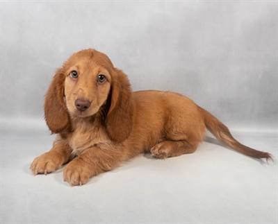 Dachshund-DOG-Female-Red-9476-Petland Fort Walton Beach, FL