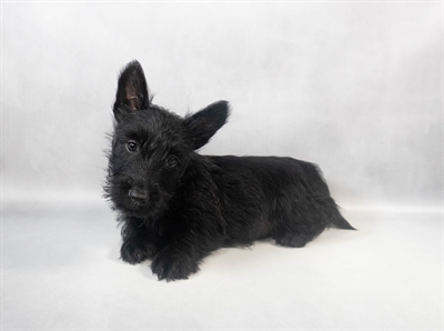 Scottish Terrier-DOG-Female-Black-9357-Petland Fort Walton Beach, FL