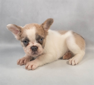French Bulldog-DOG-Female-Fawn and White-9390-Petland Fort Walton Beach, FL