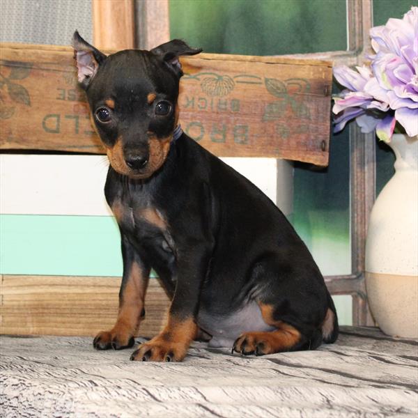 Miniature Pinscher-DOG-Male-Black / Rust-9420-Petland Fort Walton Beach, FL