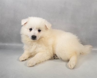 American Eskimo-DOG-Female-White-9425-Petland Fort Walton Beach, FL