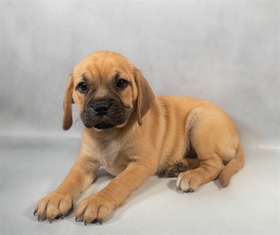 Puggle-DOG-Female-Fawn-9429-Petland Fort Walton Beach, FL