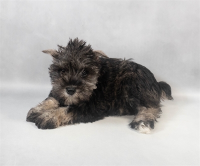 Miniature Schnauzer-DOG-Female-Black and Silver-9431-Petland Fort Walton Beach, FL