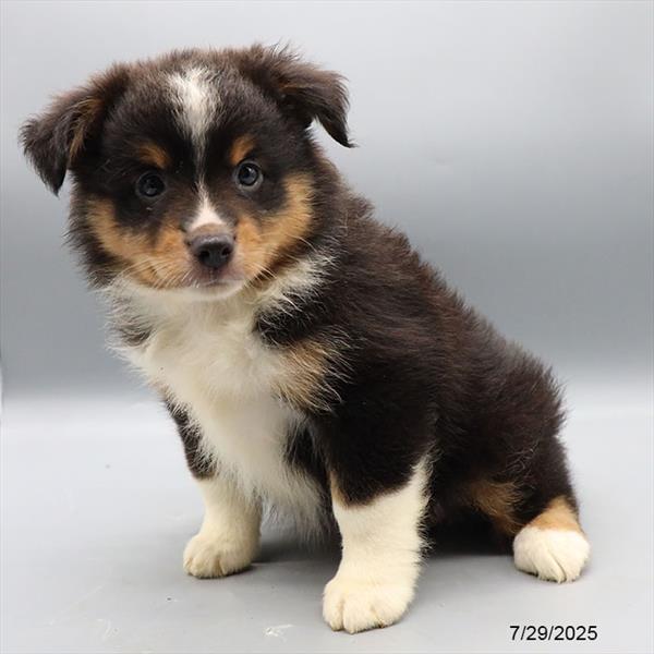 Miniature American Shepherd-DOG-Male-Black-9444-Petland Fort Walton Beach, FL