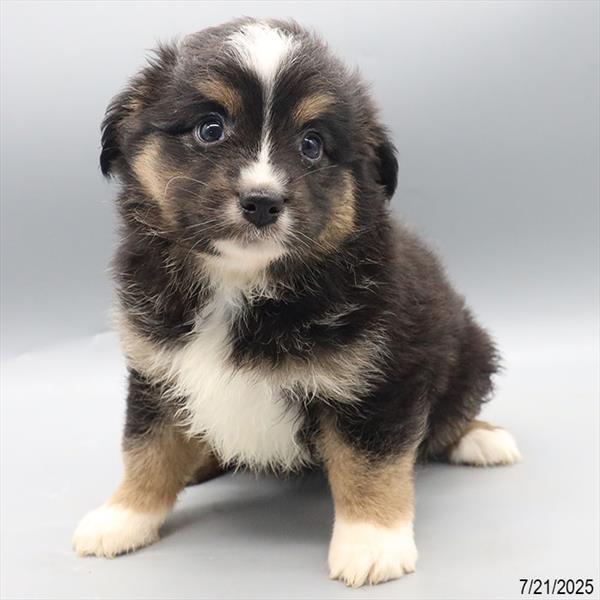 Miniature American Shepherd-DOG-Female-Black-9445-Petland Fort Walton Beach, FL