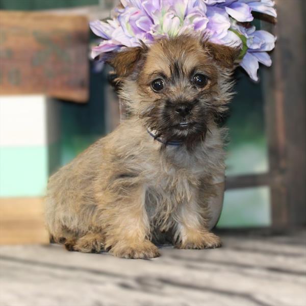 Cairn Terrier-DOG-Male-Wheaten-9448-Petland Fort Walton Beach, FL
