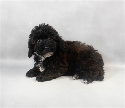 Poodle-DOG-Male-Brown and Apricot-9471-Petland Fort Walton Beach, FL