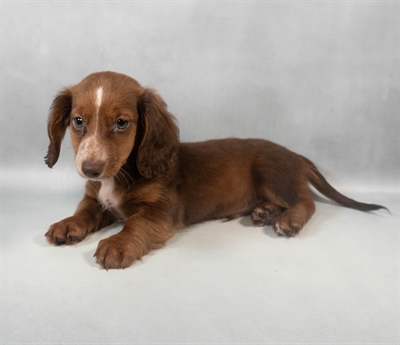Dachshund-DOG-Male-Red-9472-Petland Fort Walton Beach, FL