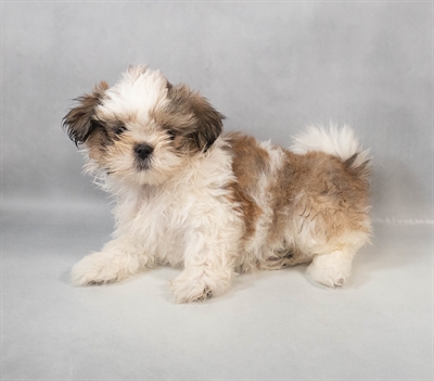 Shih Tzu-DOG-Female-Gold and White-9475-Petland Fort Walton Beach, FL