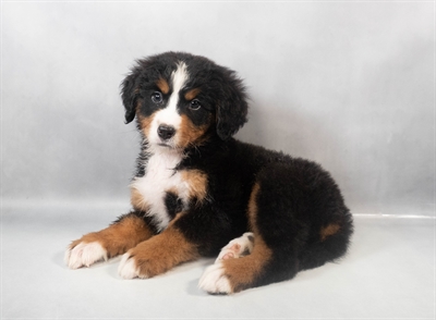 Bernese Mountain Dog-DOG-Female-Black Rust and White-9477-Petland Fort Walton Beach, FL