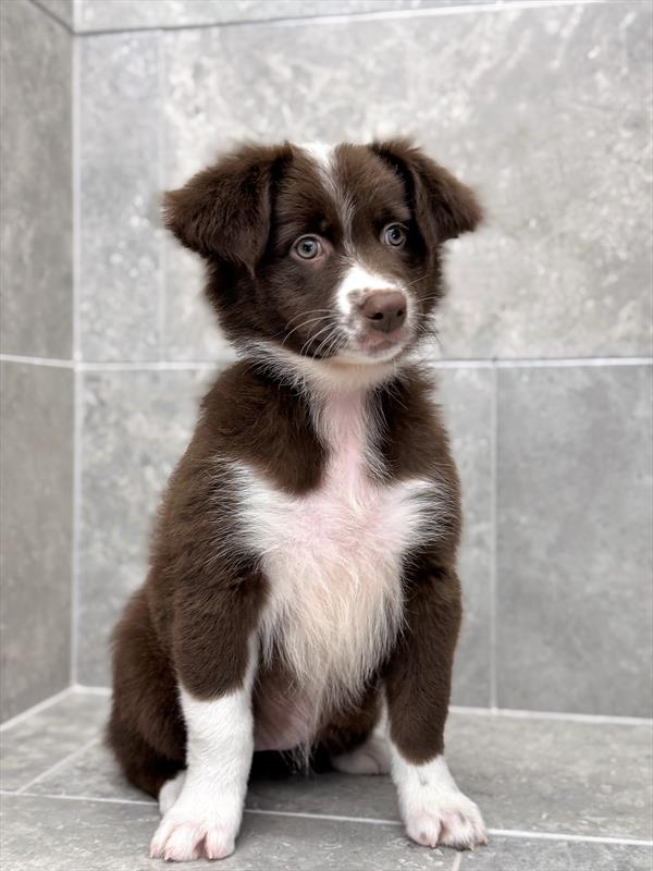 Australian Shepherd-DOG-Female-Chocolate / White-9480-Petland Fort Walton Beach, FL