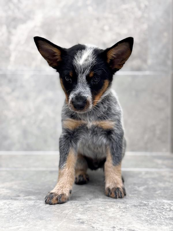 Australian Cattle Dog-DOG-Male-Blue-9481-Petland Fort Walton Beach, FL