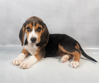 Beagle-DOG-Female-Black White and Tan-9496-Petland Fort Walton Beach, FL
