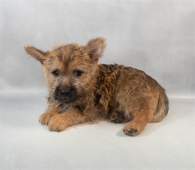 Cairn Terrier-DOG-Male-Wheaten-9498-Petland Fort Walton Beach, FL