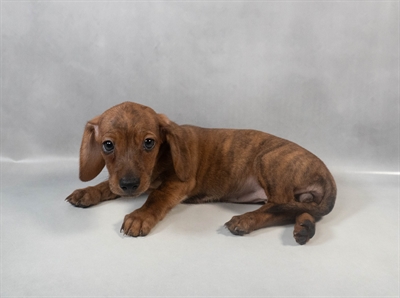 Dachshund-DOG-Female-Brindle-9497-Petland Fort Walton Beach, FL
