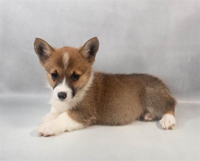 Pembroke Welsh Corgi-DOG-Female-Sable-9500-Petland Fort Walton Beach, FL