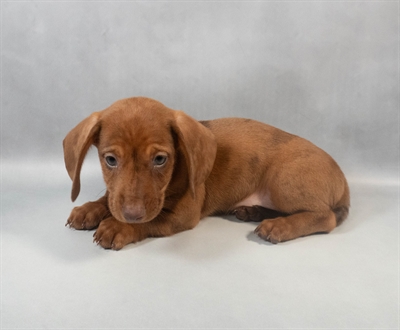 Dachshund-DOG-Male-Chocolate-9499-Petland Fort Walton Beach, FL