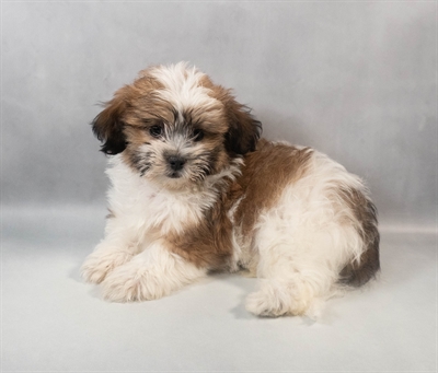 Teddy Bear-DOG-Female-Red and White-9501-Petland Fort Walton Beach, FL