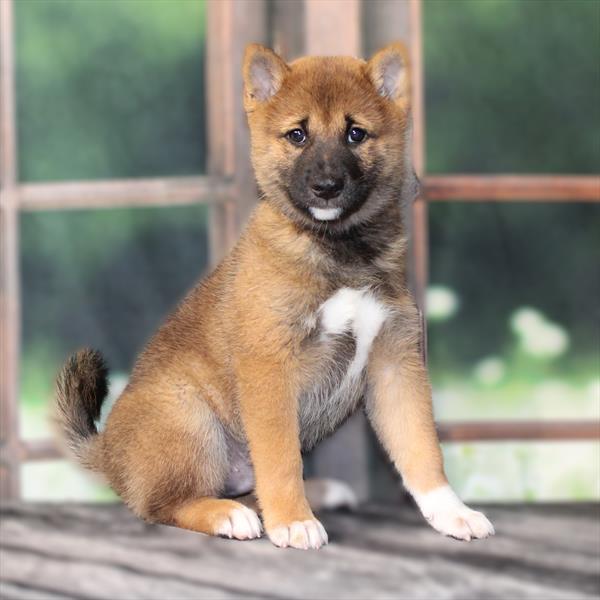 Shiba Inu-DOG-Male-Red-9502-Petland Fort Walton Beach, FL