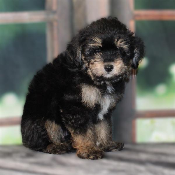 Mini Aussiedoodle-DOG-Male-Black / Tan-9504-Petland Fort Walton Beach, FL