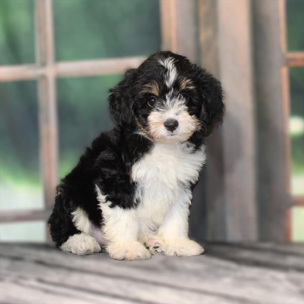 Mini Aussiedoodle-DOG-Female-Black / Tan-9505-Petland Fort Walton Beach, FL