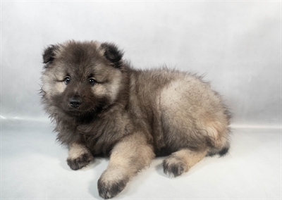 Keeshond-DOG-Female-Grey Silver and Black-9506-Petland Fort Walton Beach, FL