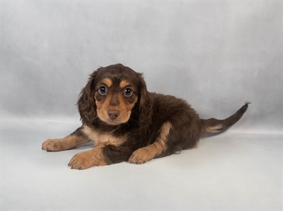 Dachshund-DOG-Female-Chocolate and Tan-9507-Petland Fort Walton Beach, FL