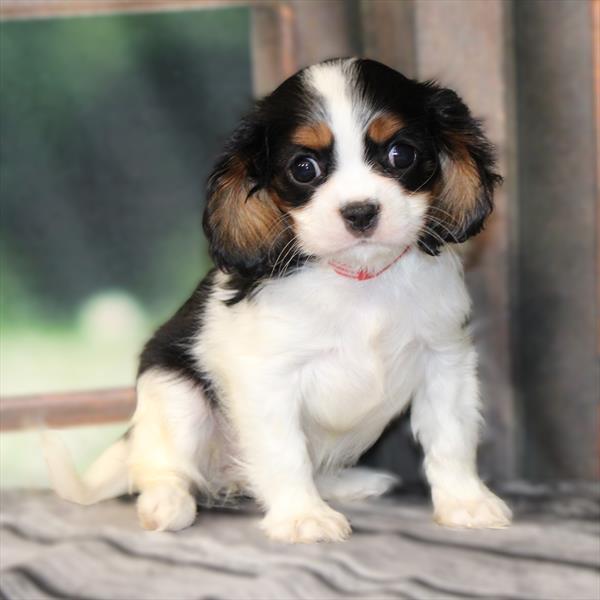Cavalier King Charles Spaniel-DOG-Female-Black White / Tan-9521-Petland Fort Walton Beach, FL