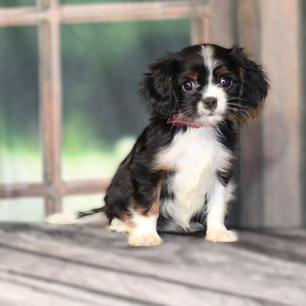 Cavalier King Charles Spaniel-DOG-Female-Black / Tan-9522-Petland Fort Walton Beach, FL