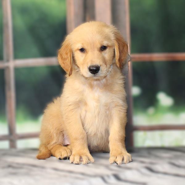 Golden Retriever-DOG-Female-Golden-9524-Petland Fort Walton Beach, FL