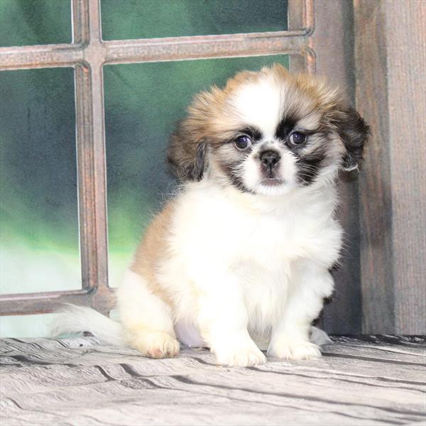Pekingese-DOG-Female-White / Fawn-9525-Petland Fort Walton Beach, FL