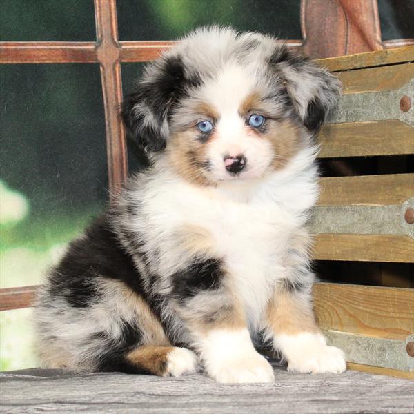 Australian Shepherd-DOG-Male-Blue Merle / Tan-9526-Petland Fort Walton Beach, FL