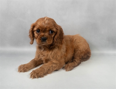 Cavalier King Charles Spaniel-DOG-Female-Ruby-9538-Petland Fort Walton Beach, FL