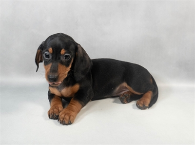 Dachshund-DOG-Female-Black and Tan-9539-Petland Fort Walton Beach, FL