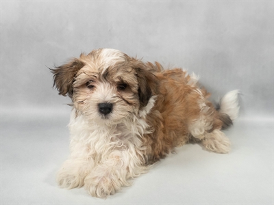 Havanese-DOG-Male-Gold Sable-9540-Petland Fort Walton Beach, FL
