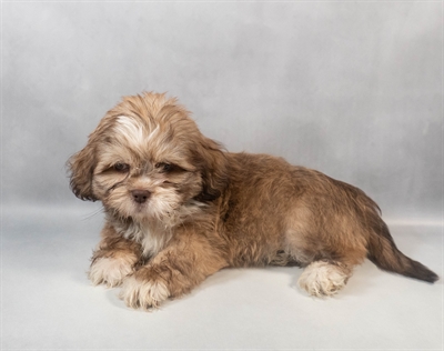 Lhasa Apso-DOG-Male-Liver-9541-Petland Fort Walton Beach, FL