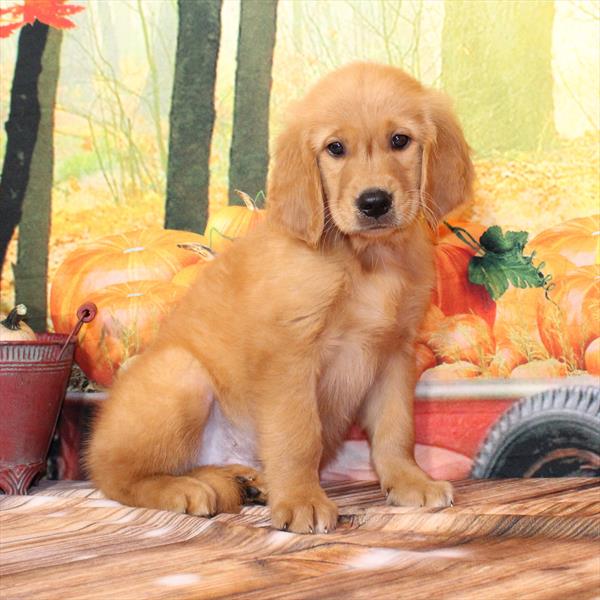 Golden Retriever-DOG-Male-Dark Golden-9551-Petland Fort Walton Beach, FL
