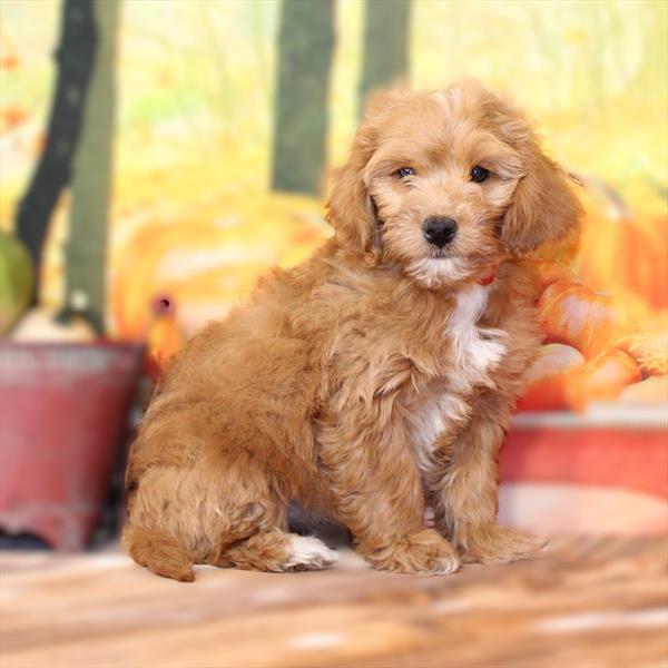 Goldendoodle Mini 2nd Gen-DOG-Female-Red-9552-Petland Fort Walton Beach, FL