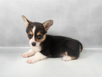 Pembroke Welsh Corgi-DOG-Female-Black and Tan-9556-Petland Fort Walton Beach, FL