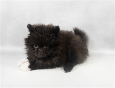 Pomeranian-DOG-Female-Black-9557-Petland Fort Walton Beach, FL