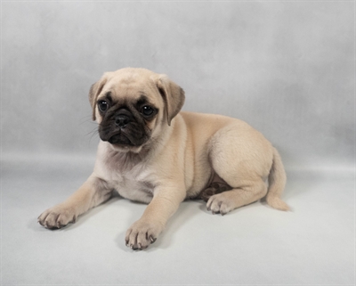 Pug-DOG-Female-Fawn-9558-Petland Fort Walton Beach, FL