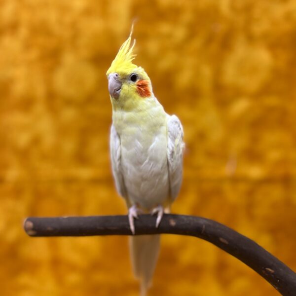 Cockatiel-BIRD-Male--8438-Petland Fort Walton Beach, FL