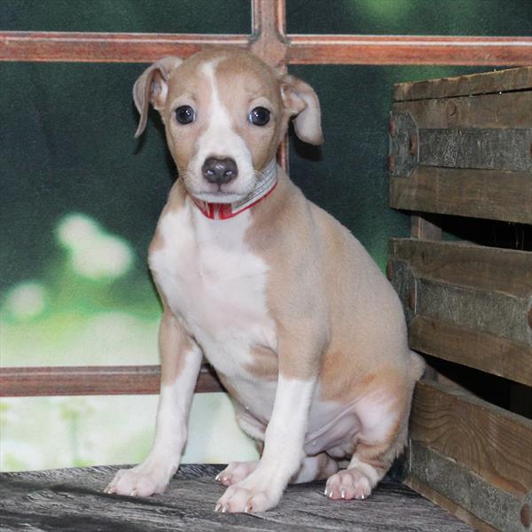 Italian Greyhound-DOG-Male-Blue Fawn-9417-Petland Fort Walton Beach, FL