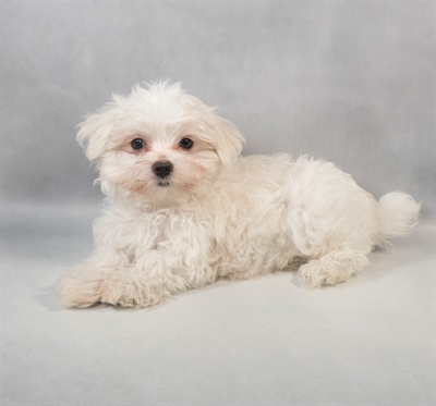 Maltese-DOG-Male-White-9426-Petland Fort Walton Beach, FL