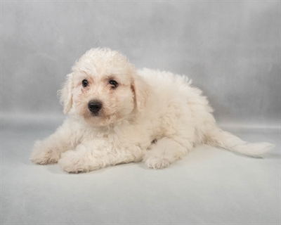 Bichon Frise-DOG-Female-White-9469-Petland Fort Walton Beach, FL