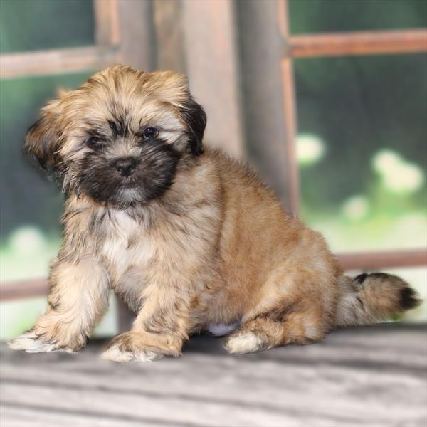 Lhasa Apso-DOG-Male-Gold-9503-Petland Fort Walton Beach, FL