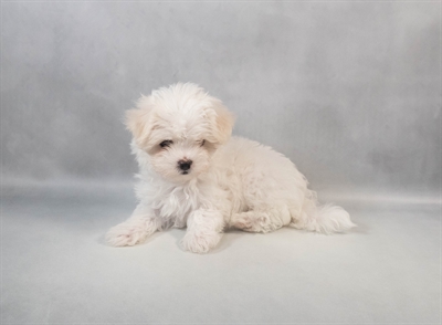 Maltese-DOG-Female-White-9508-Petland Fort Walton Beach, FL